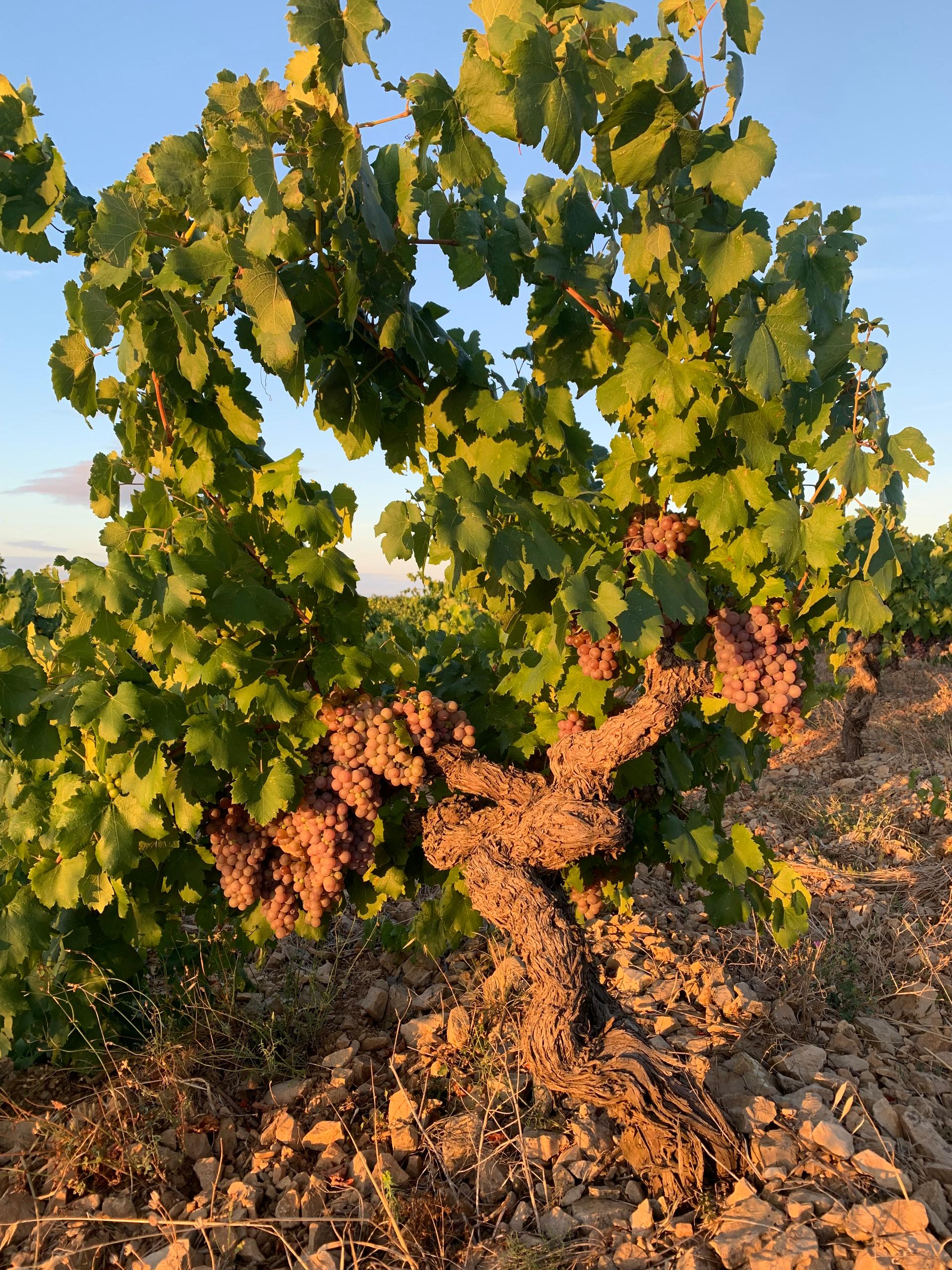 Winery gallery image 5