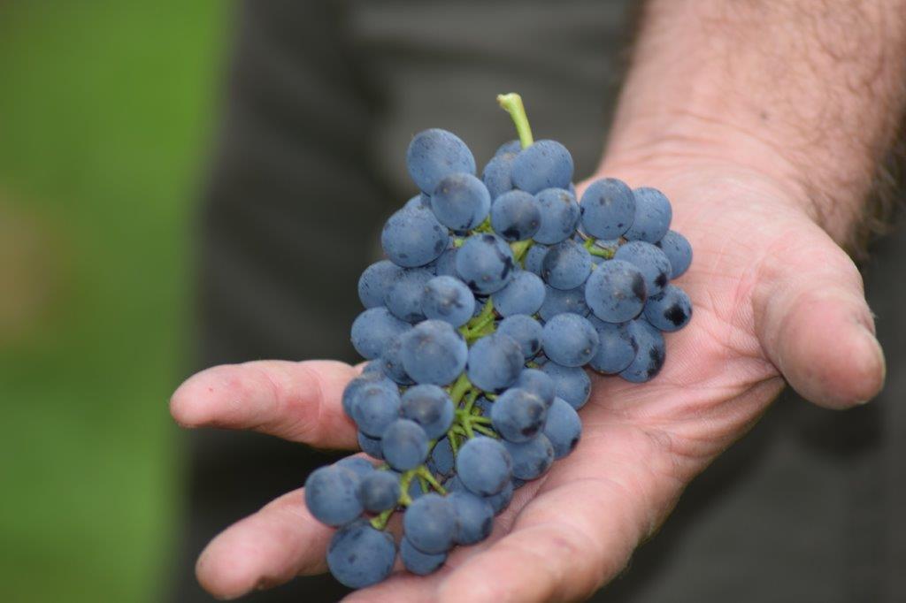 Winery gallery image 3