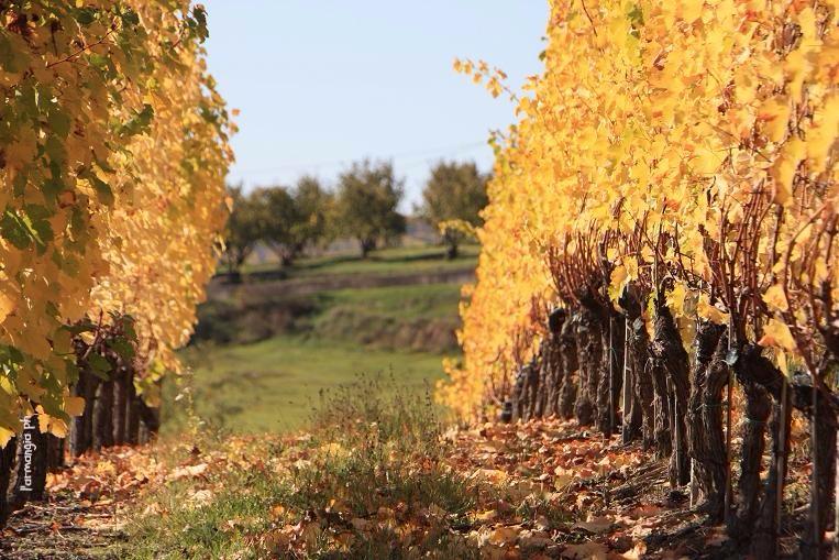 Winery gallery image 5