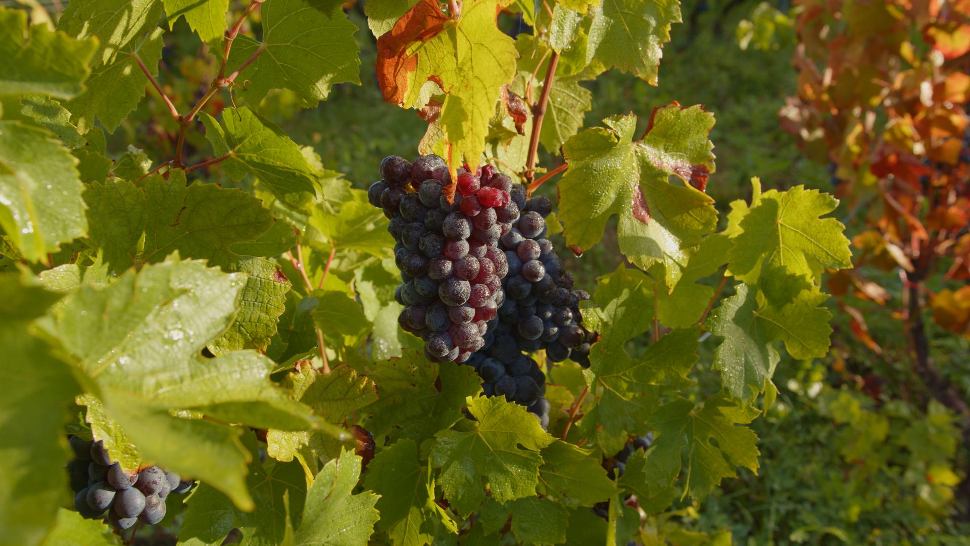 Winery gallery image 3