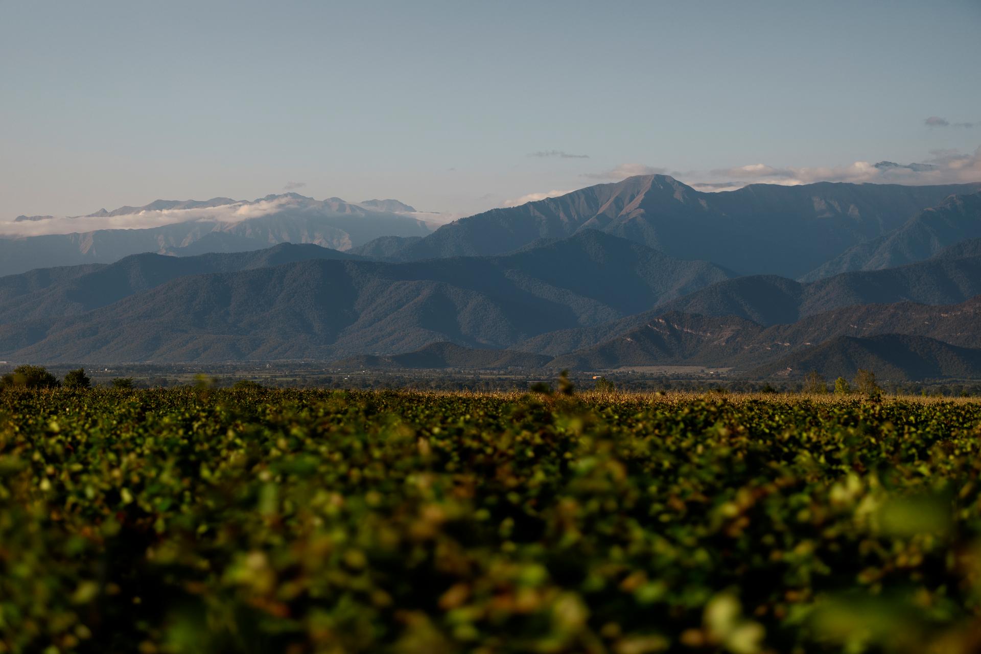 Winery gallery image 3