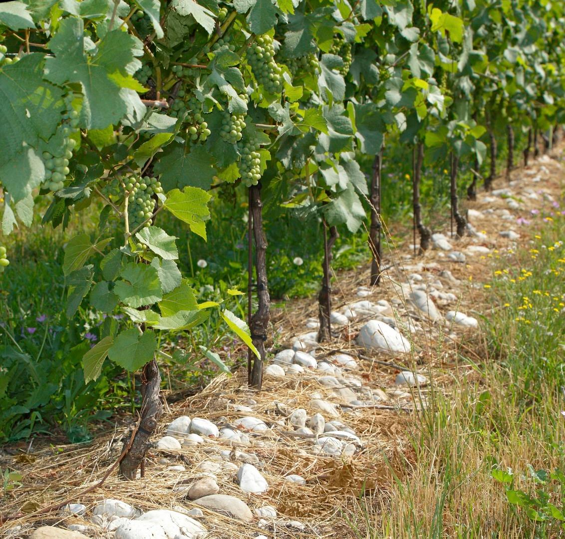 Winery gallery image 3