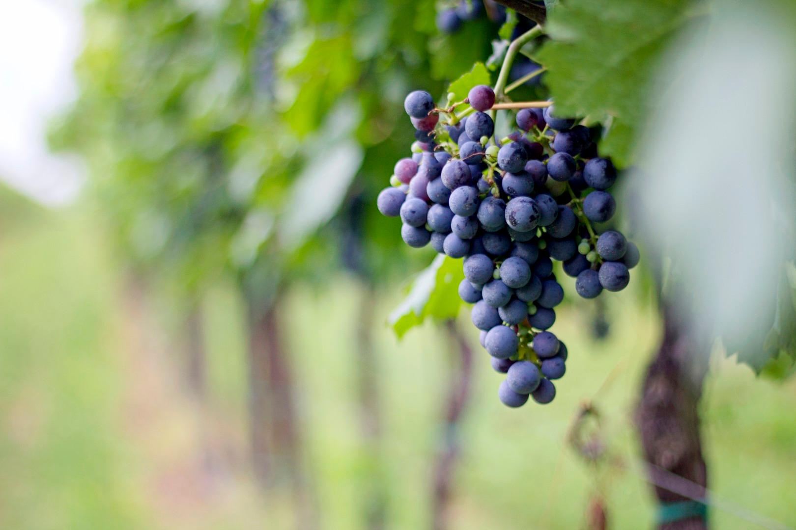 Winery gallery image 4