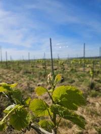 Maison Morille Luneau