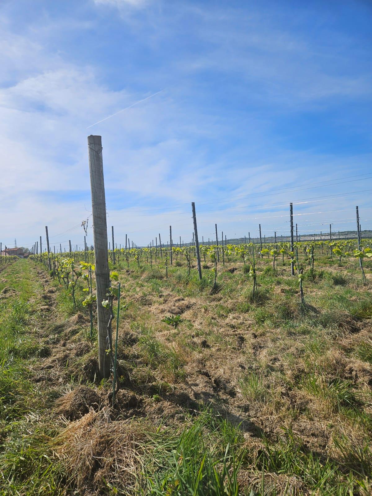 Winery gallery image 3