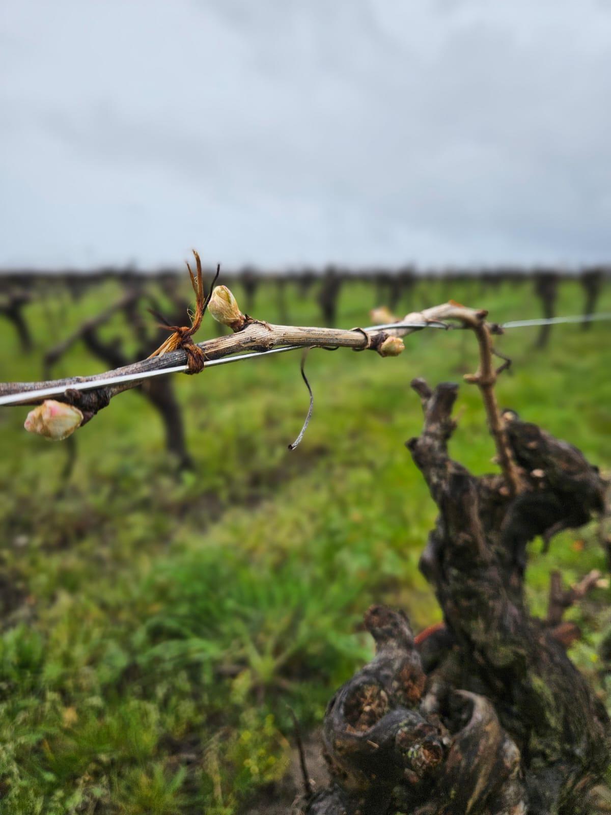 Winery gallery image 4