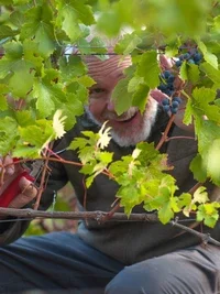 La Collina Degli Amici, Piemonte, Italien