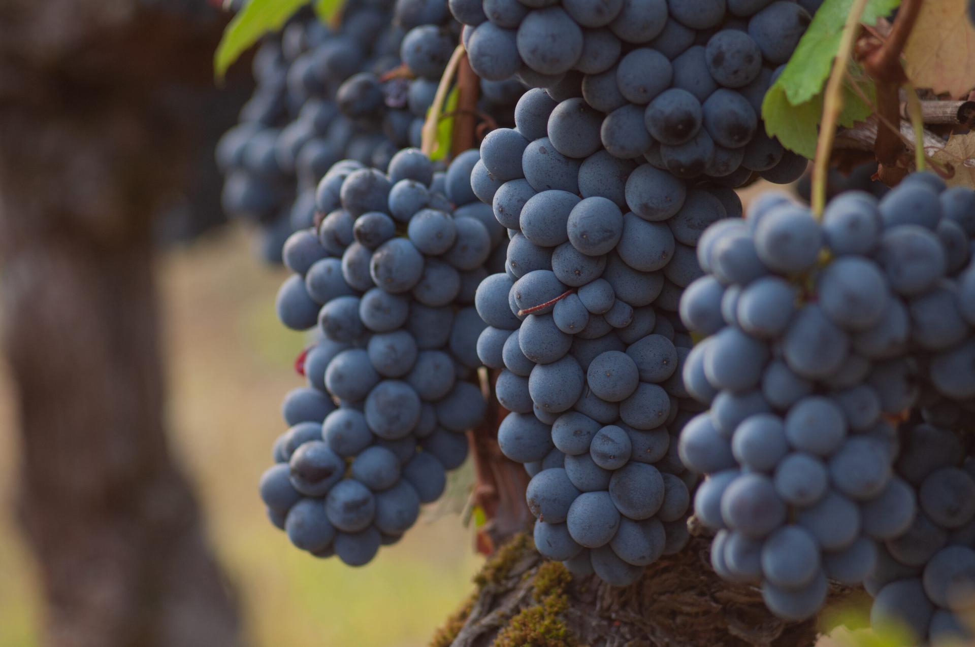 Winery gallery image 3