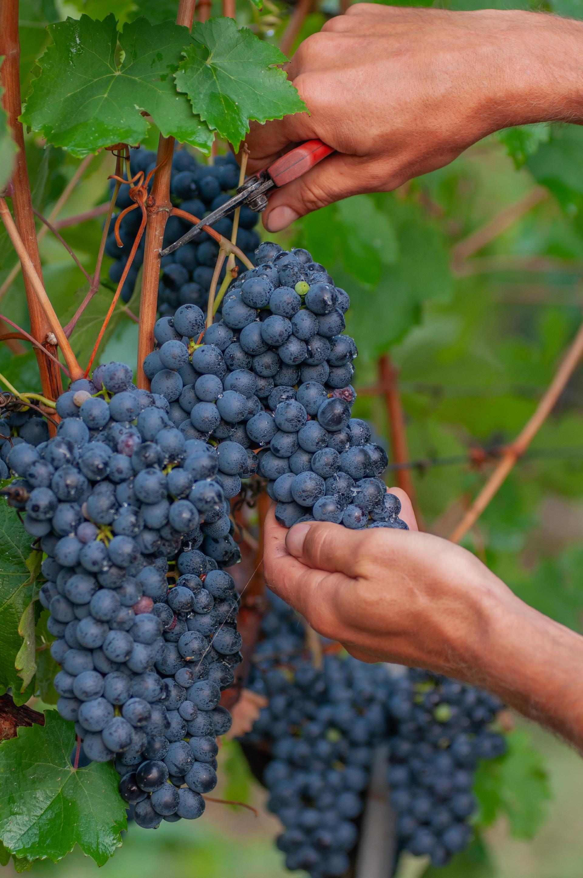 Winery gallery image 4