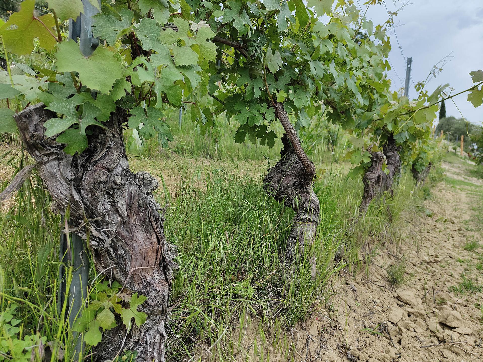 Winery gallery image 3