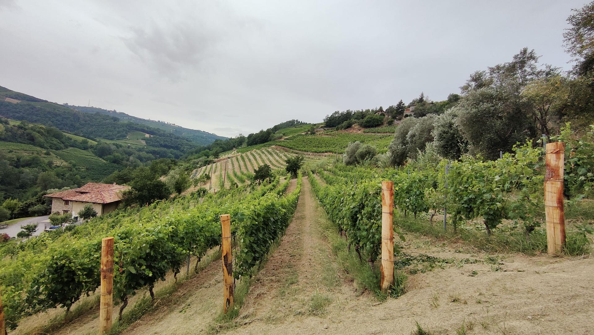 Winery gallery image 5