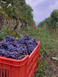 Azienda agricola Lano Gianluigi