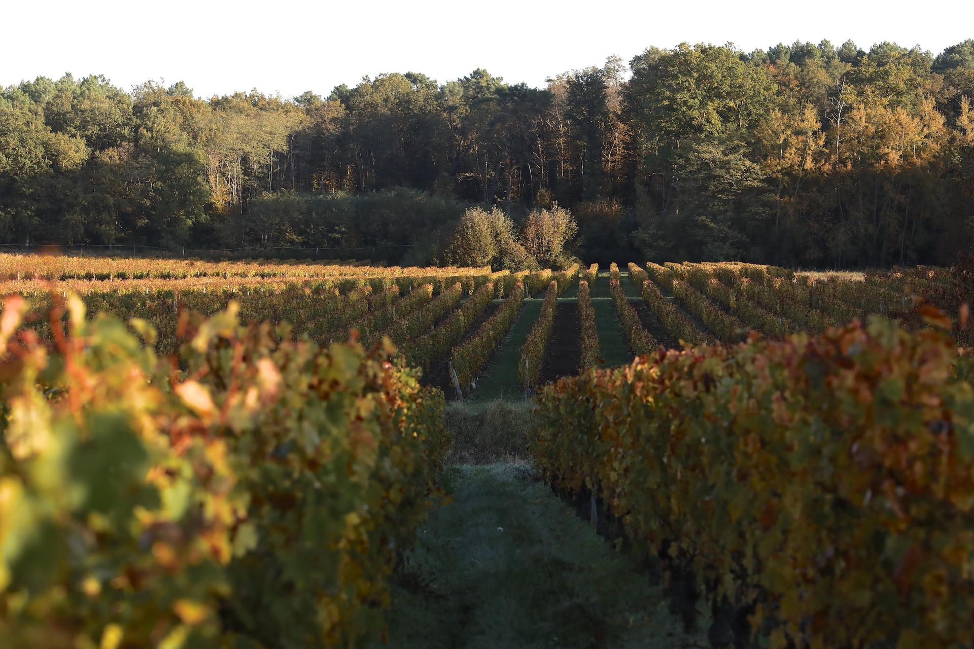 EARL DOMAINE DES OUCHES gallery image