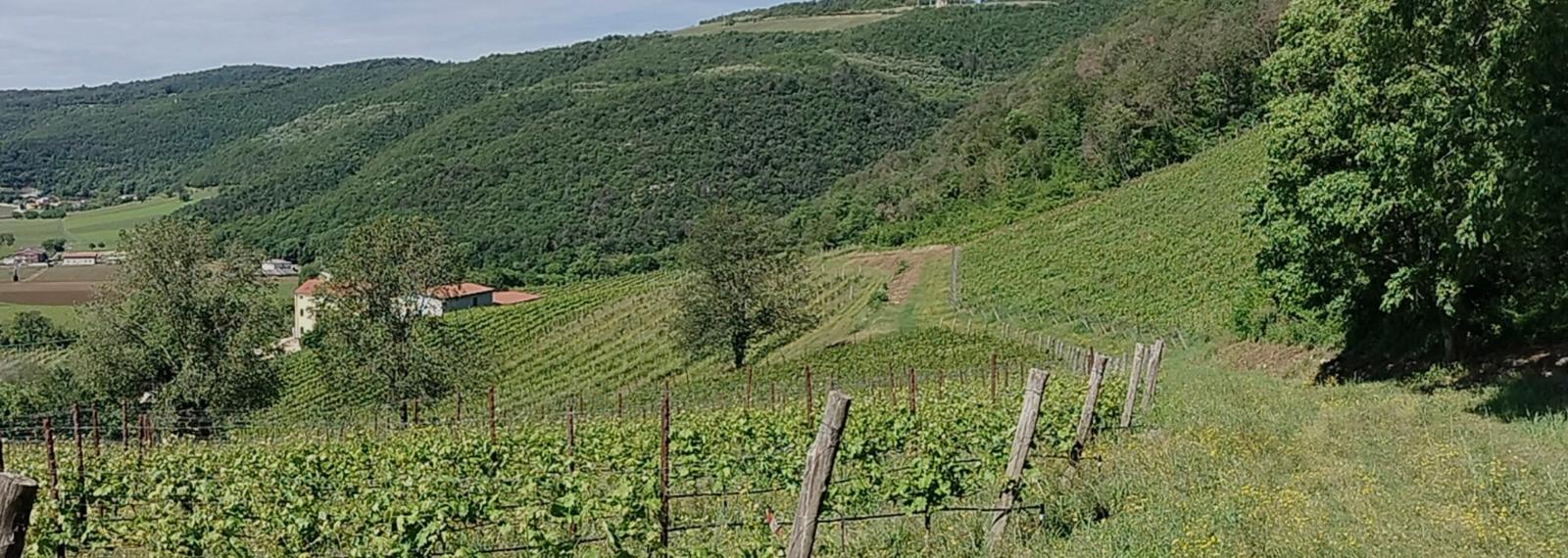 winery