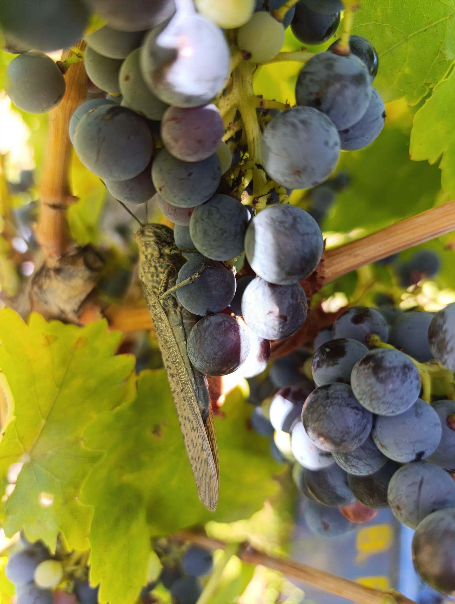 winery