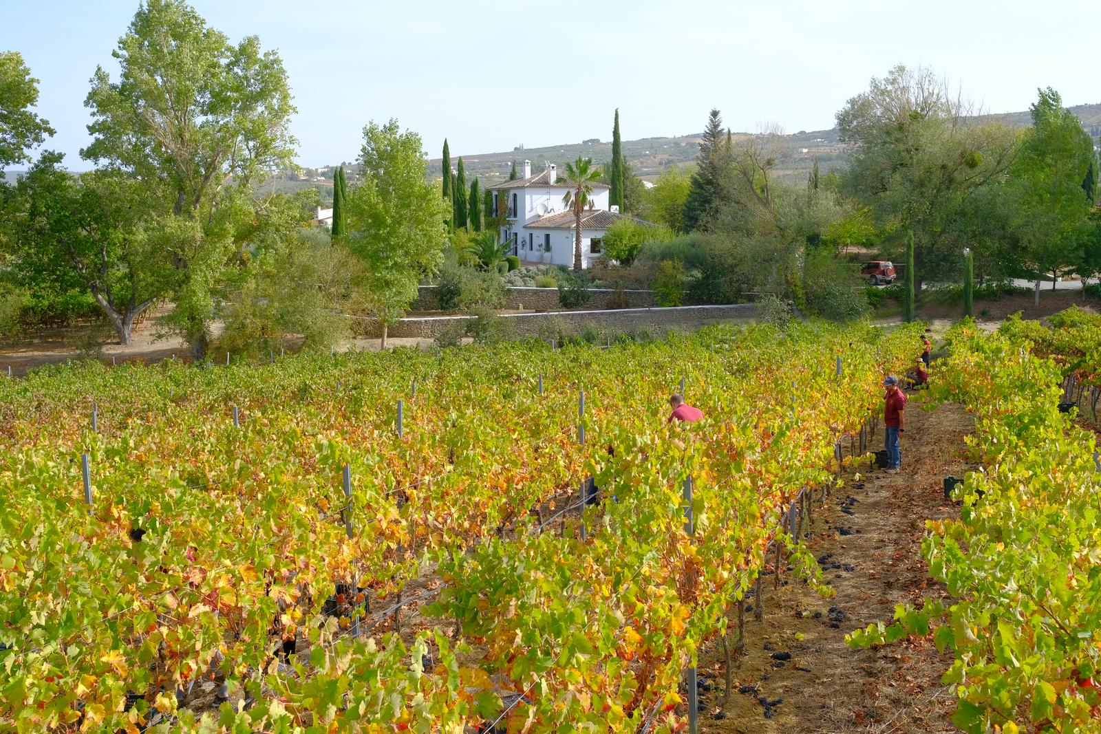 winery