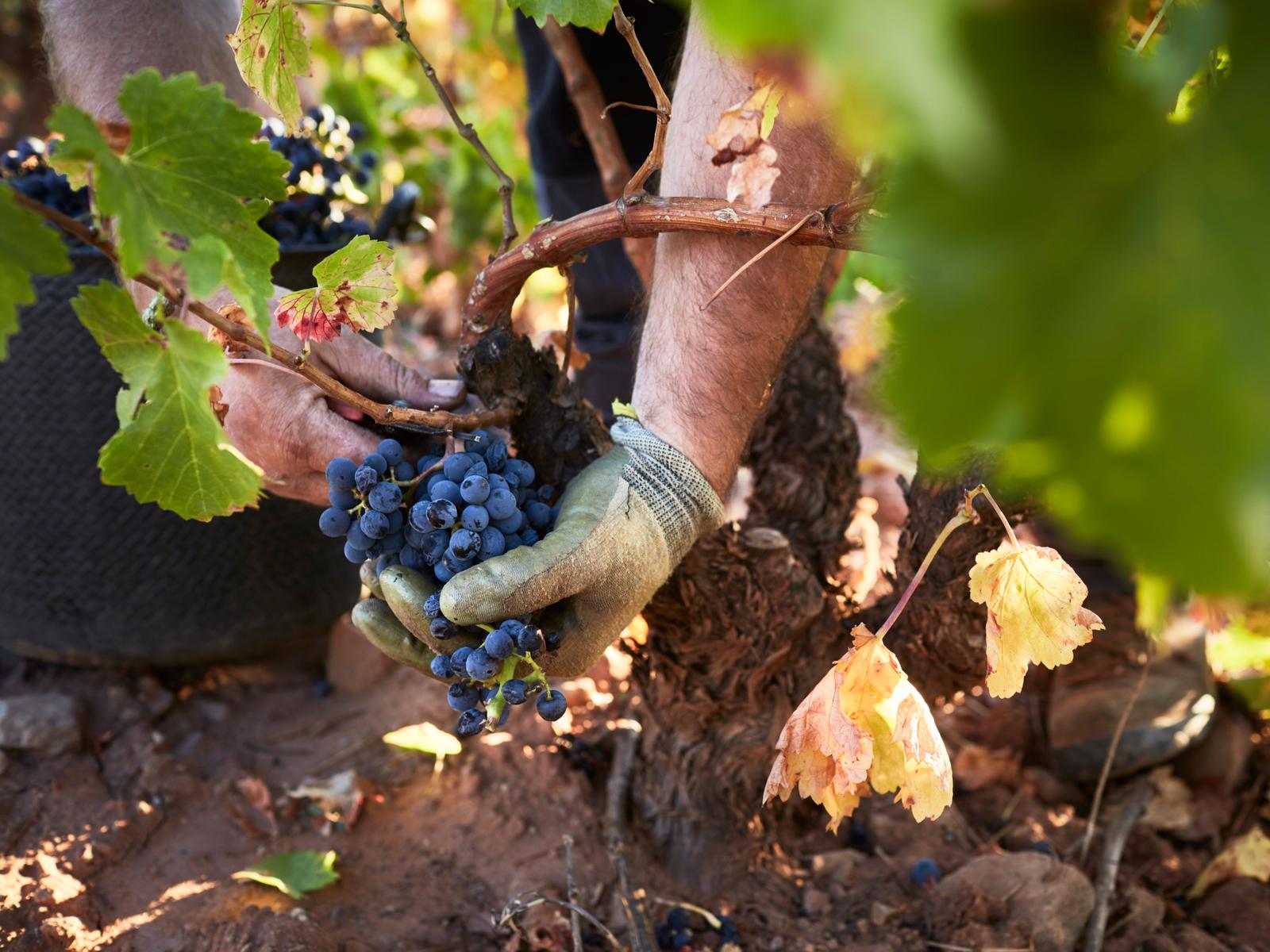 winery